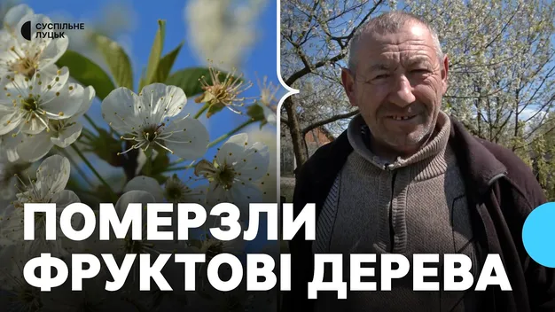 Змерзли фруктові дерева на Волині: чого чекати від весняного врожаю (фото, відео)