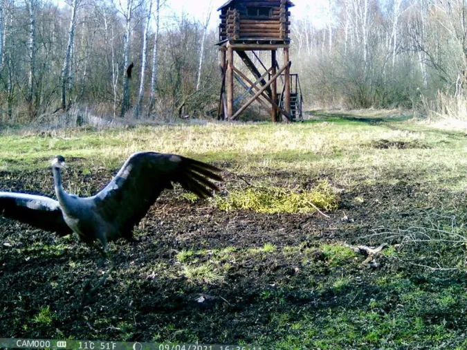 Камери «спіймали» у волинському лісі оленів, кабанів та червонокнижних журавлів (фото, відео)