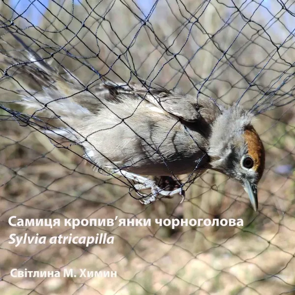 🕊 Зяблик, вільшанка і компанія: хто з птахів вже встиг засвітитись в нацпарку на Волині (фото)