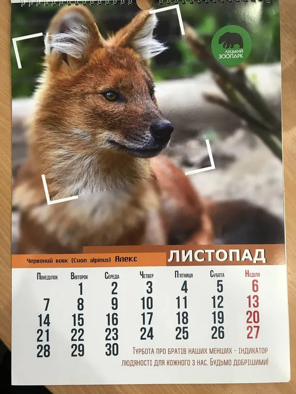 Рік тигра: «Луцький зоопарк» випустив календар на 2022 рік (фото)