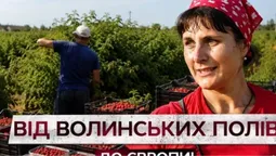 350 тонн малини на експорт: як на Волині збирають цьогорічний урожай (відео)