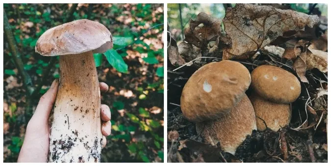 У яких лісах Волині вже завершується грибний сезон (фото)