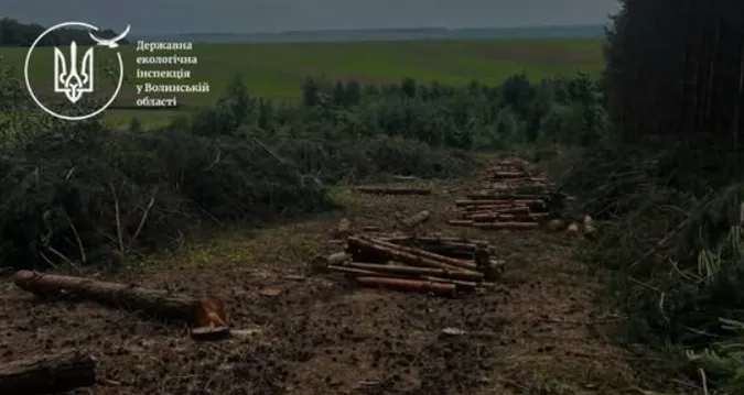 Замість лісу – 380 пнів: на Волині розслідують масштабну вирубку (фото)