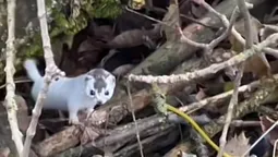 🐾 У луцькому парку помітили рідкісне «створіннячко» (відео)