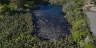 Сіра вода, піна та запах каналізації: на Волині екологи перевіряють водойму (фото)