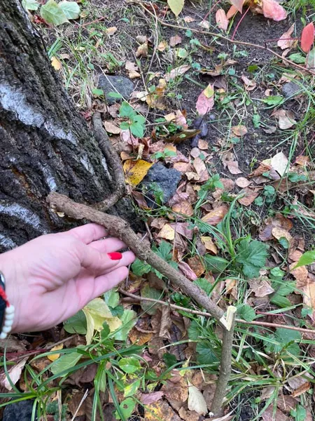 У Луцьку літня жінка пообривала виноград біля зоопарку, «бо заважає» (фотофакт)