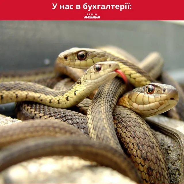 День бухгалтера: меми, приколи і вітання