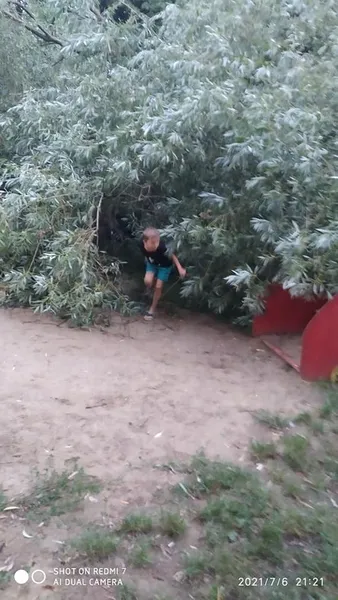 У Луцьку величезна верба впала на дитячий майданчик (фото)