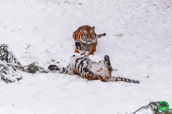 Луцькі тигри позували перед об'єктивом (фото)