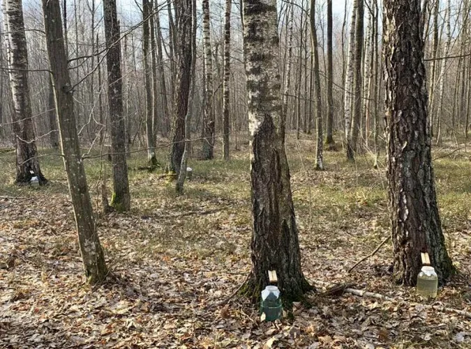 Волинський березовий сік п'ють навіть за кордоном (фото, відео)