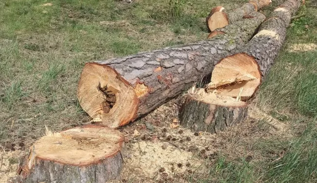 У лісі на Ковельщині незаконно зрубали сосни – фахівці рахують збитки (фото)