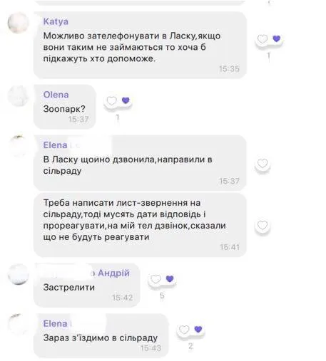 На околиці Луцька завелась лисиця, яка лякає людей