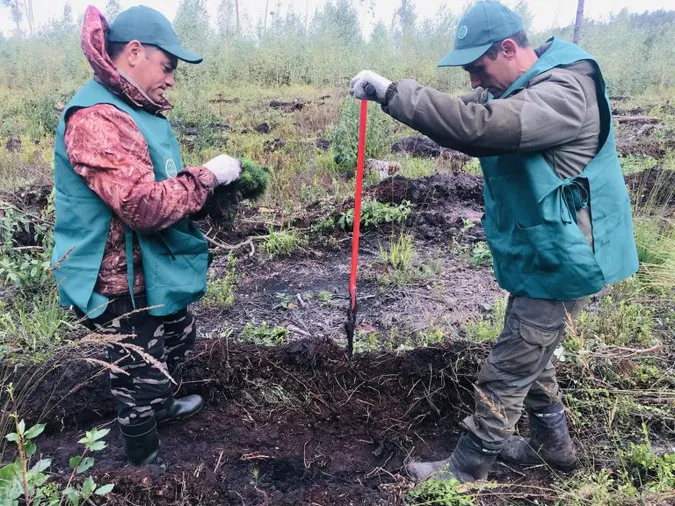 Волинські лісівники висадили понад мільйон сіянців (фото, відео)