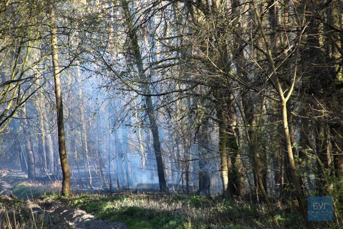 Біля Володимира загорівся ліс: ймовірно, через підпали сухої трави (відео)
