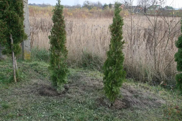 Парки, сквери, вулиці: у Луцькій громаді восени висадили 254 дерева та 285 кущів (фото)
