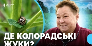 На Волині зник колорадський жук, а картоплю радять садити вже в березні (відео)