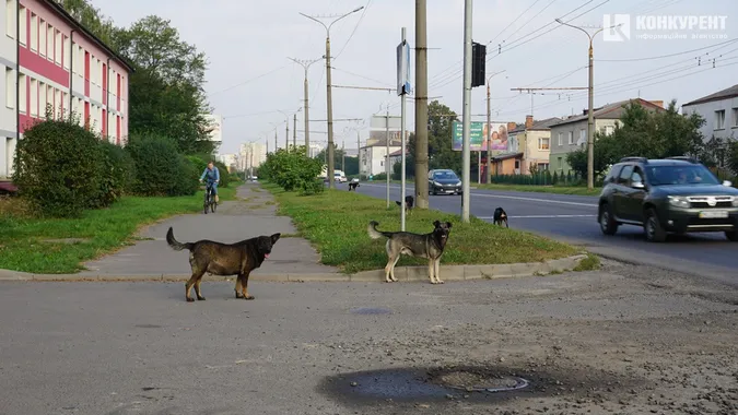 Квіти, песики, каштани: Дубнівська у Луцьку восени (фото)