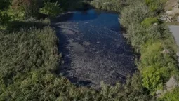 Сіра вода, піна та запах каналізації: на Волині екологи перевіряють водойму (фото)