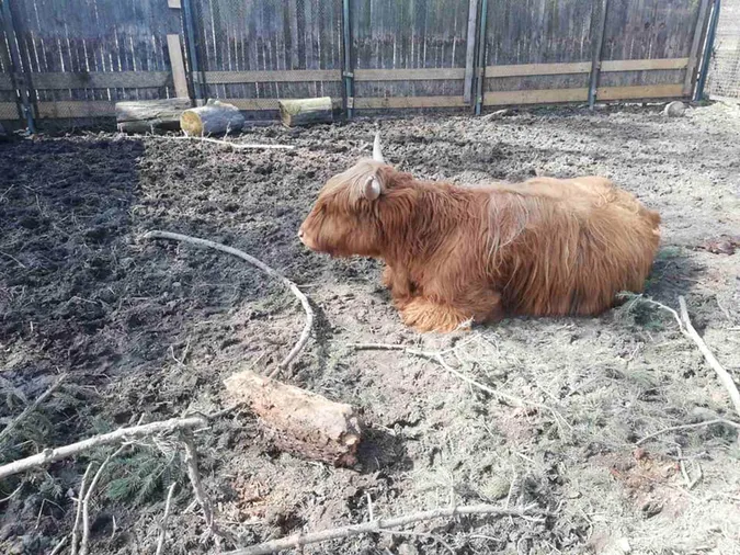 «Сумували без наших мармизок?»: справжня весна у Луцькому зоопарку (фото)
