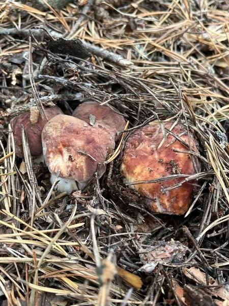 🍄 У якому лісі на Волині назбирали повний кошик білих грибочків (фото)