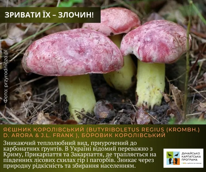 Не тільки отруйні: які гриби не можна збирати в Україні (фото)