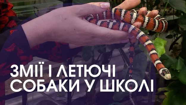 Хамелеони, змії та скорпіони: у сільській волинській школі живуть сотні тварин (відео)