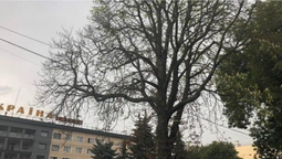 Літо закінчується: у Луцьку зацвіли каштани (фотофакт)
