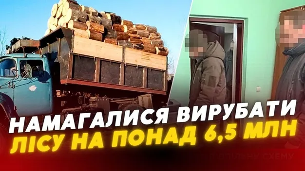 Хотіли вирубати понад 300 здорових сосен: на Волині судитимуть лісівників-шахраїв (відео)