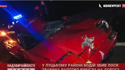 Надзвичайності тижня: водій збив єпископа; нелюди морили собаку голодом; самогубство атовця (відео)