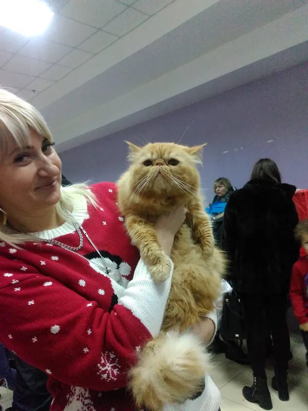 Від мейн-кунів до шотландців: у Луцьку відбулась виставка котиків (Фото)