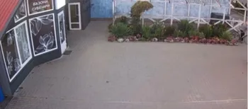 У Шацьку жінка безсоромно обчистила клумбу біля квіткового магазину (відео)