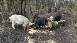 У волинському лісі з'явився вольєр для диких кабанів (фото)
