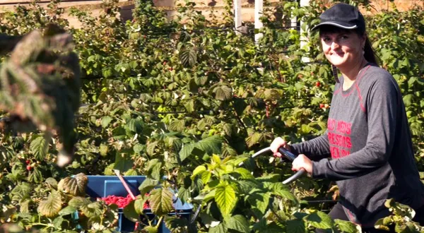 І не треба їхати на заробітки: як на Волині вирощують малину (відео)