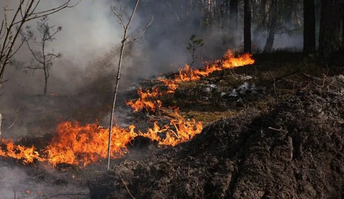 У Чорнобильській зоні вирує масштабна лісова пожежа на 1100 гектарах (фото)
