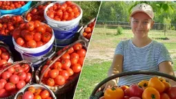 Від 50 кущів до тисячі: як родина на Волині перетворила город на помідорне царство (фото)