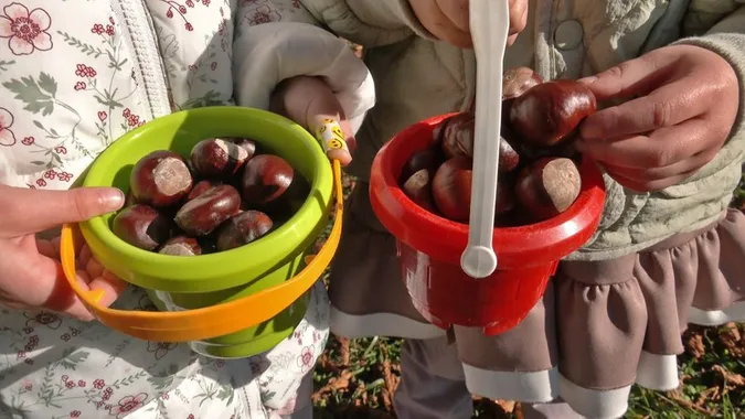 У Луцьку збирали каштани, щоб купити генератори для військовослужбовців (фото, відео)