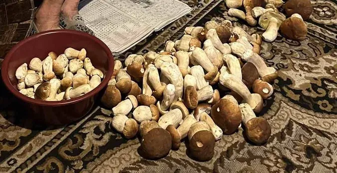 «У неї свої місця»: волинянка приносить з лісу по кілька відер білих за раз (фото)