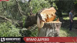 На Соборності у Луцьку величезні верби загрожують дітям: вже впали два дерева (відео)