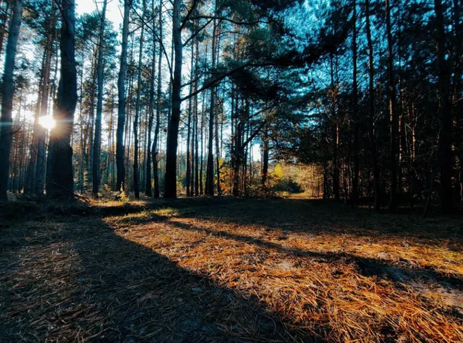 У лісі на Волині знайшли рідкісну баранячу голову (фото)
