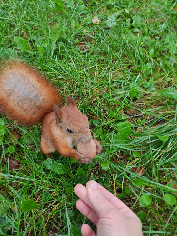 Добре добро: лучанин годує і фотографує білочок у парку (фото)