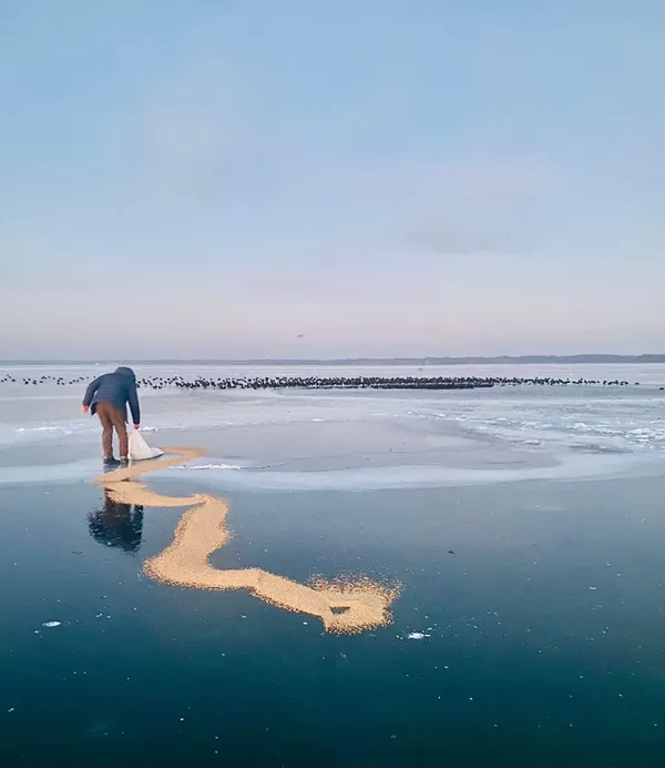 На Світязі крига «ув'язнила» майже тисячу птахів (фото)