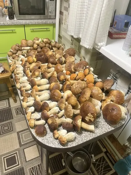 У лісі на Волині за раз зібрали 130 білих грибів і майже 80 підберезників і бабок (фото)