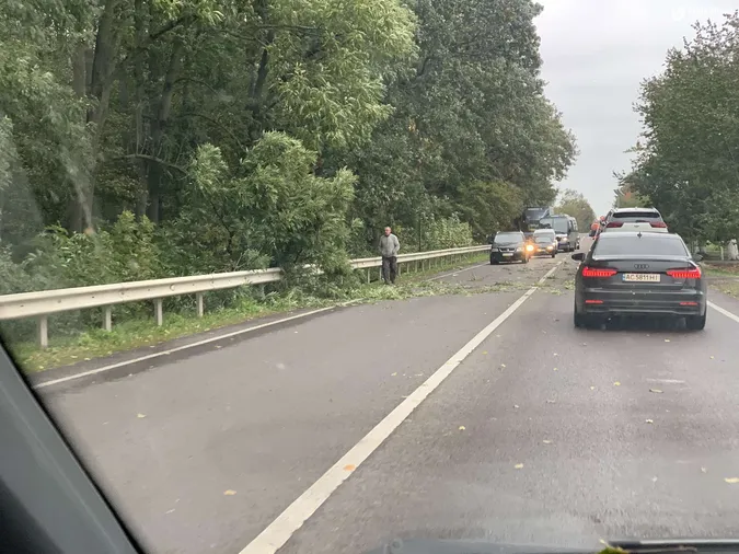 На трасі під Луцьком дерево впало на автівку (фото)