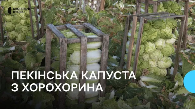 Закривають потребу цілого регіону: під Луцьком місцеві фермери вирощують «пекінку» (відео)