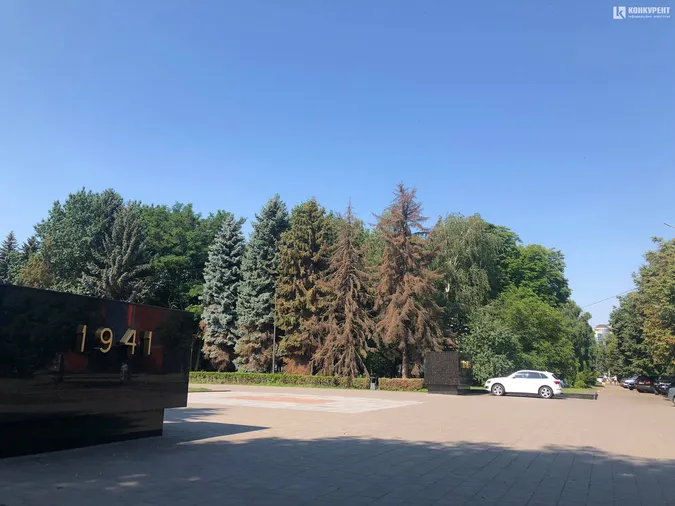 На меморіалі у Луцьку висохли ялинки: коли їх зріжуть (фото)