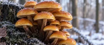 Не боїться морозів і росте взимку: який гриб ще можна знайти в лісі