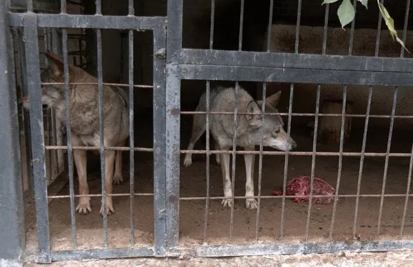 «Вовки виють ще до початку тривоги»: як живе Луцький зоопарк під час війни (відео)