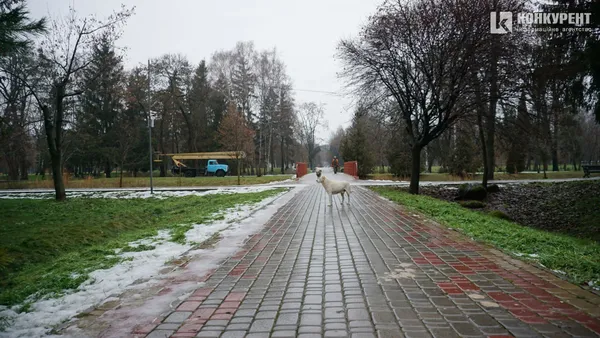 Тлін, безвихідь і бігуни: різдвяний ранок у луцькому парку (депресивні фото)