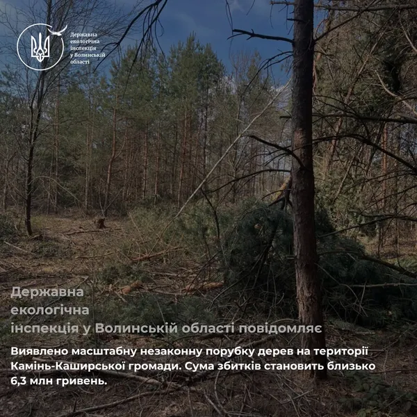 Збитків – на мільйони: на Волині знайшли масштабну рубку – знищили майже 700 дерев