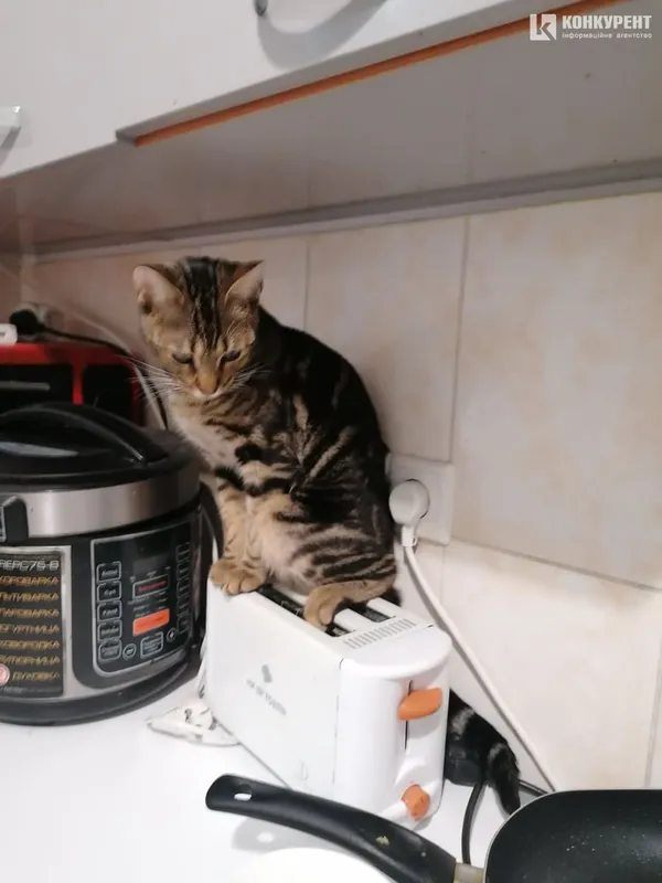 Затишок у домі чи коти